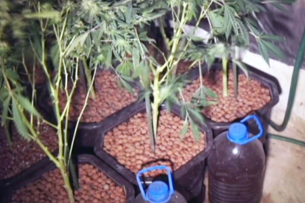 KURIR TV TROJE UHAPŠENO ZBOG NARKOTIKA: Zaplenjeno kilogram i po marihuane, otkrivena laboratorija