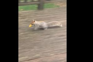 (VIDEO) UNIŠTILA IM BOŽIĆ: Veverica im UKRALA 150 sijalica sa novogodišnje rasvete