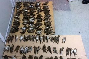 UHVAĆENI NA BATROVCIMA: Bugari pokušali da prošvercuju 129 odstreljenih ptica