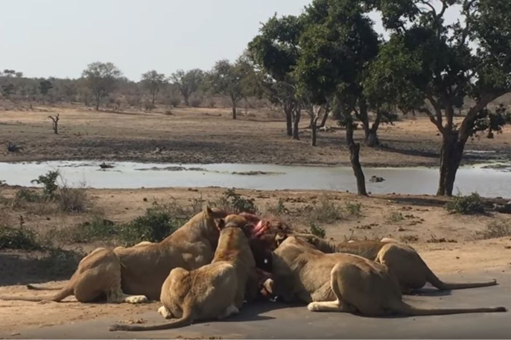 (UZNEMIRUJUĆE) SEDELI SU NEPOMIČNO: 12 gladnih lavova okružilo je njihova kola i tad je nastao pakao