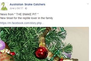 JEZIVA SCENA U AUSTRALIJI: Zmija otrovnica kao ukras na božićnoj jelki