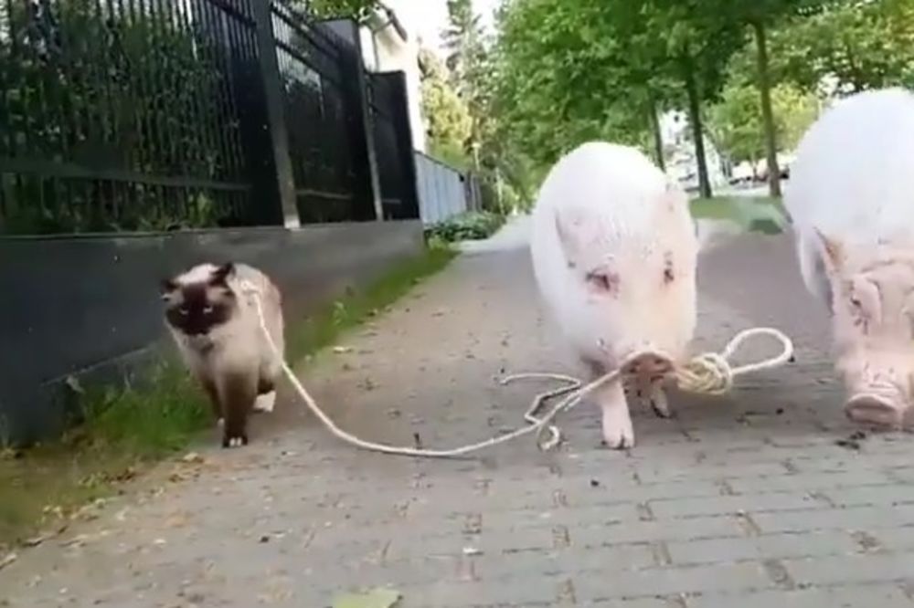 (VIDEO) NIJE BASNA, A NIJE NI VIC: Povelo prase mačku u šetnju...