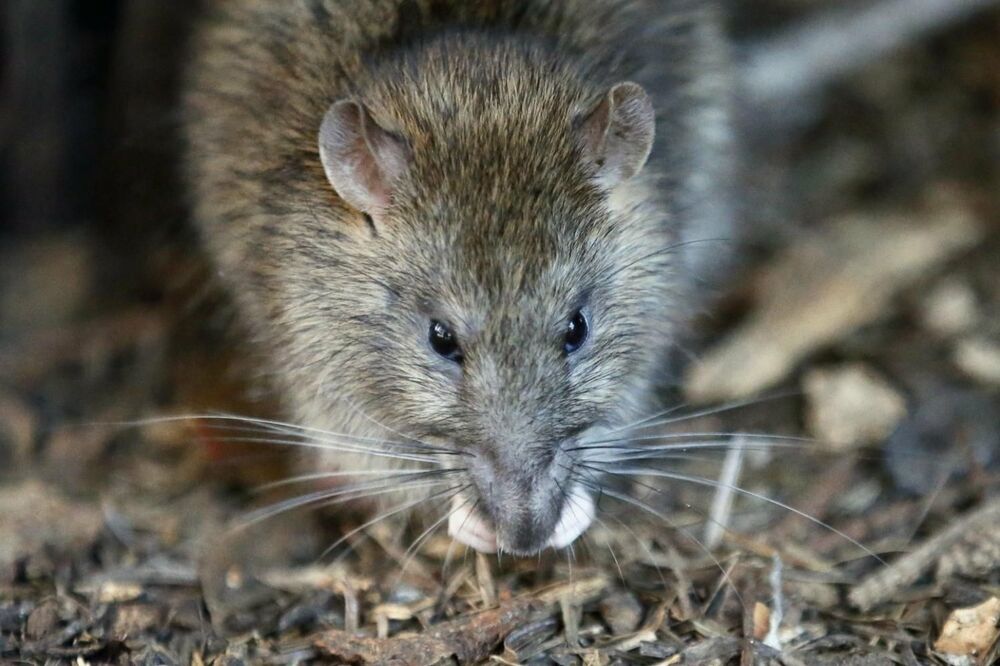 Slika broj 1079968. POJAVA GLODARA U GRADSKIM ZONAMA: Kako se rešiti pacova i miševa