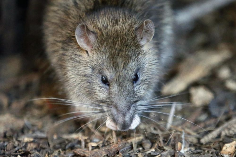 POJAVA GLODARA U GRADSKIM ZONAMA: Kako se rešiti pacova i miševa