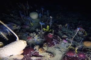 (VIDEO) OTKRIVEN NESTVARAN SVET ISPOD LEDA: Naučnici snimili šarenu zemlju čuda u vodama Antarktika