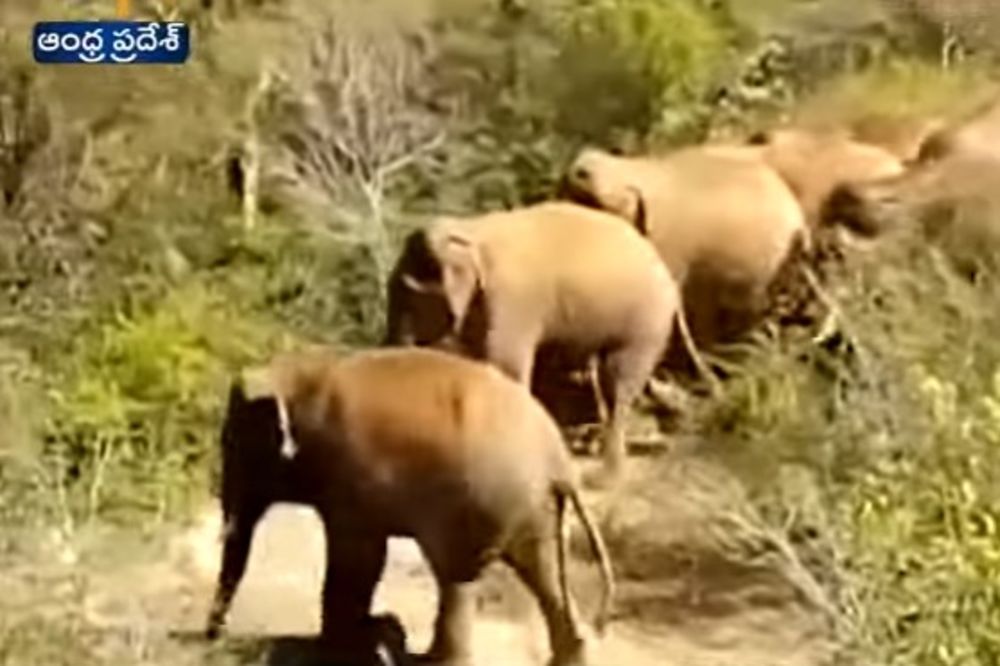 GAZILI SVE PRED SOBOM: Krdo slonova napalo nepalsko selo, jedna osoba poginula