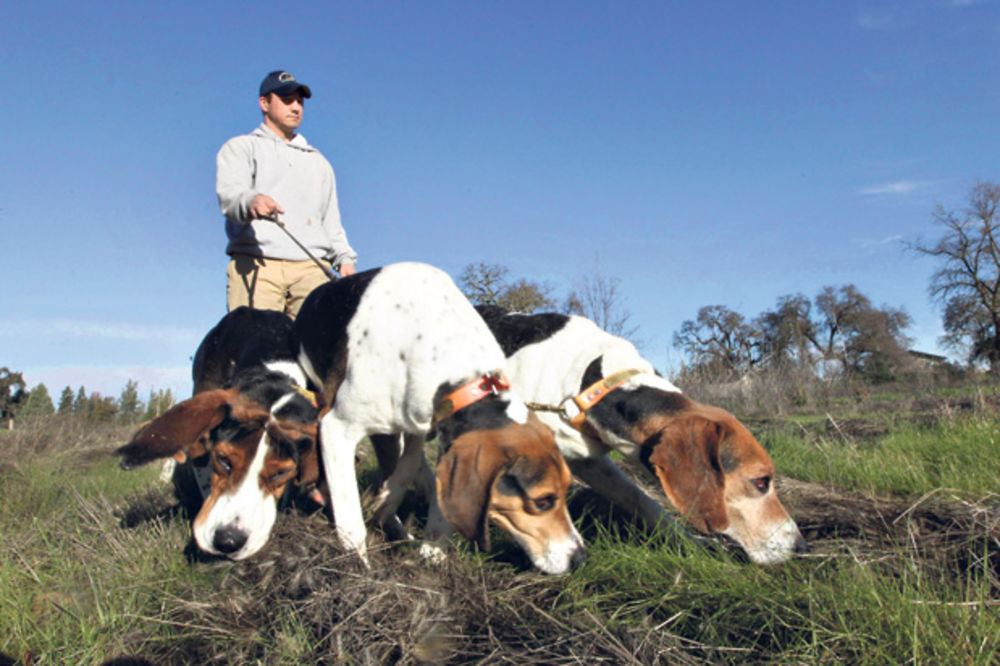 Srbin u Italiji švercovao 11 lovačkih pasa