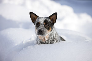 UZNEMIRUJUĆI PRIZOR ŠIROM SRBIJE: Životinje se smrzle u snegu!