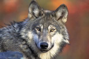 KURŠUMLIJA: Odložena hajka na vukove zbog smetova