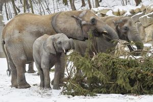 (FOTO) GOZBA U BEČKOM ZOO VRTU: Slonovi obrstili božićno drvo!