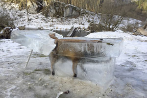 (FOTO)  OVO JOŠ NISTE VIDELI: Iz Dunava izvadili lisicu okovanu ledom!