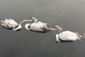 (FOTO) UŽAS U ULCINJU: Od hladnoće uginulo desetine flamingosa!