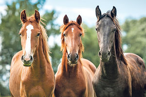 ISTRAŽIVANJE OTKRILO: Konji ubiju više ljudi od otrovnica!