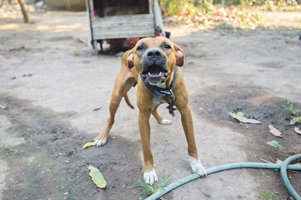 STAFORDI IZUJEDALI MLADIĆA KOD BEOČINA: Preskočili u komšijsko dvorište zbog drugog psa, pa napali vlasnika