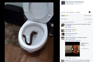 (FOTO) BILI SU ŠOKIRANI KADA SU NAŠLI ZMIJU U WC-U: Ali to nije sve, UŽAS je tek usledio!