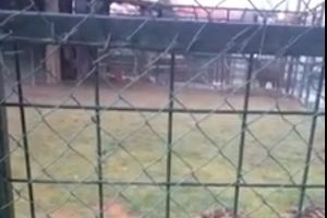 (VIDEO) BUDUĆE ZVERI: Pogledajte preslatke mladunce bengalskog tigra iz Zoo vrta u Jagodini