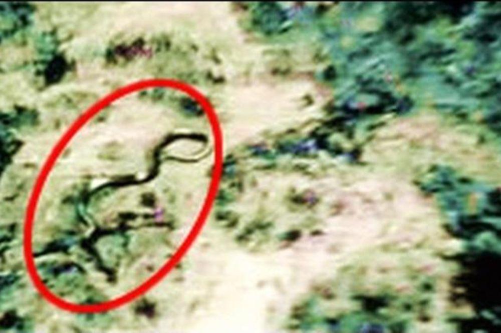 (VIDEO) MISTERIOZAN SNIMAK PRAISTORIJSKOG STVORENJA: Džinovski gmizavac snimljen iz helikoptera!