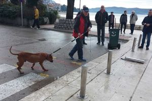 (UZNEMIRUJUĆA FOTO 18+) : Pitbul rastrgao psa u Tivtu, pa krenuo na majku i dete!