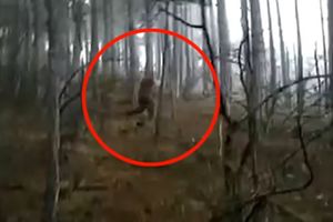 (VIDEO) VELIKO STOPALO ILI VELIKA PREVARA? Stvorenje nalik Jetiju snimljeno u šumama Krima