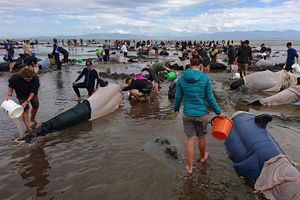 (VIDEO, FOTO) POMOR NA NOVOM ZELANDU: 400 kitova nasukano na plaži, više od 300 uginulo