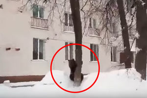 (VIDEO) STANOVNICI U PANICI: Medved pobegao iz cirkusa, viđen u centru grada