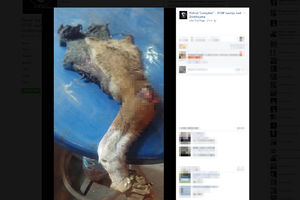 (UZNEMIRUJUĆE FOTO) NEZAPAMĆENO U LESKOVCU: Odsečena noga psa ostavljena na stolu ispred pekare?!