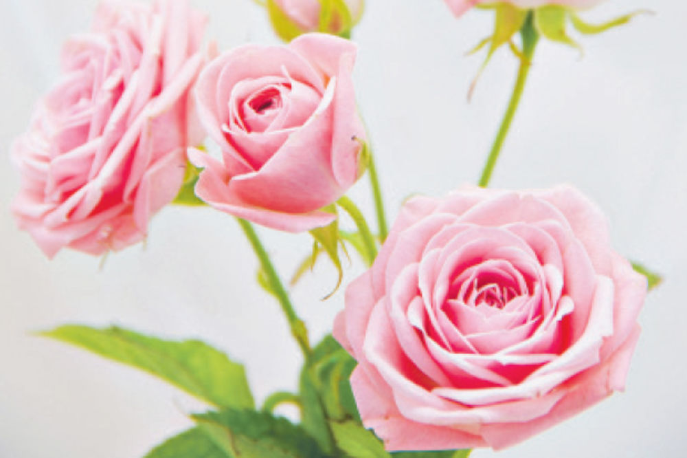 ODREĐENOM BOJOM ŠALJETE PORUKU: Pazite kakvu ružu poklanjate