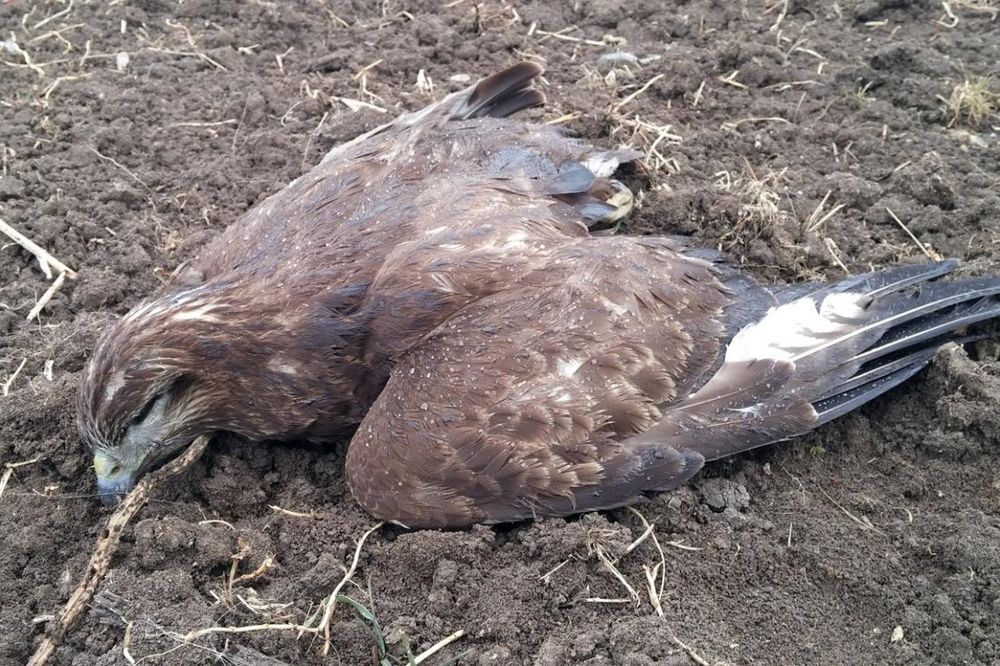 AKCIJA POLICIJE KOD STARE PAZOVE: Zaplenjeni opasni pesticidi koji ubijaju zaštićene ptice grabljivi