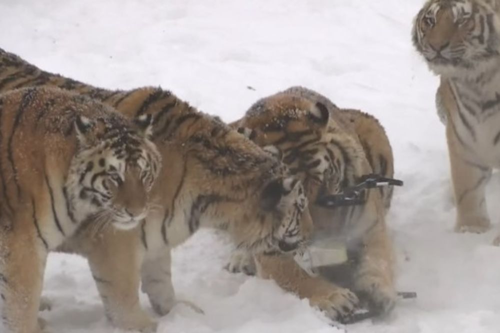 (VIDEO) GLAD NE PITA: Grupa tigrova oborila dron