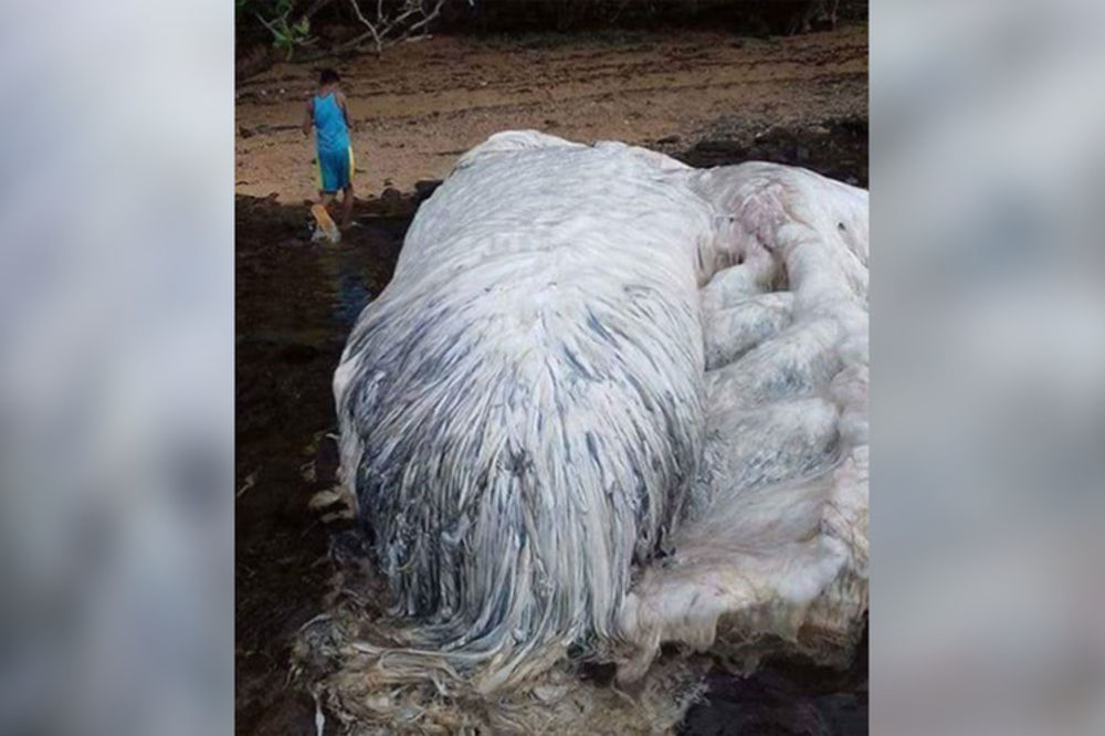 (FOTO) SABLASNO STVORENJE S DRUGOG SVETA: Morsko čudovište nađeno na filipinskoj plaži