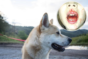 HOROR U NOVOM SADU: Pas devojčici iskidao usta i izbio zube, komšije jurile vlasnika ali im pobegao