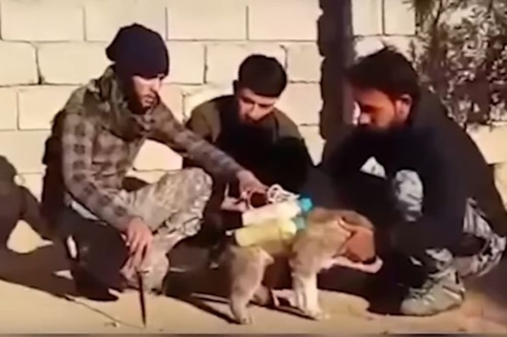 (VIDEO) NOVO GNUSNO ORUŽJE ISLAMSKE DRŽAVE: Na pse stavljaju eksploziv i šalju ih među protivnike