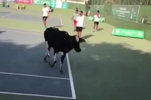 (VIDEO) NESVAKIDAŠNJA SCENA U BELOM SPORTU: Krava prekinula teniski spektakl!