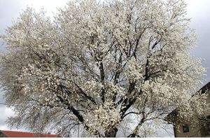 PROLEĆE STIŽE RANIJE NEGO IKADA PRE: Drvo badema procvetalo u Hercegovini!
