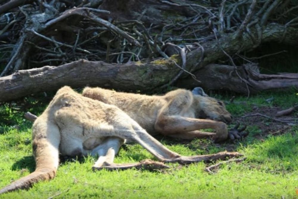 Zoo Vrt Strave I Užasa Krvava žirafa Izgladneli Kengur I