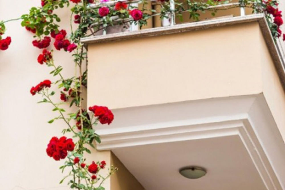 (VIDEO) Gajite ruže na balkonu: Uz pomoć ovog trika one će cvetati i bujati iako su u saksiji!