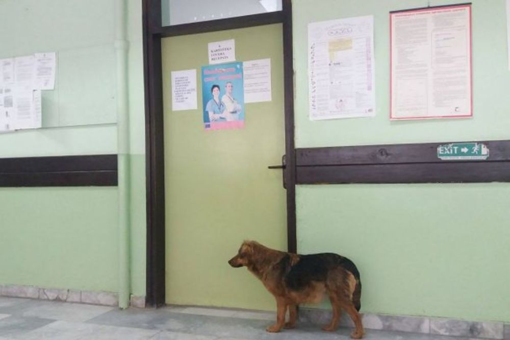 (FOTO) ZALUTAO ILI ŽELI PREGLED? Kuca čeka ispred ordinacije lekara u Leskovcu