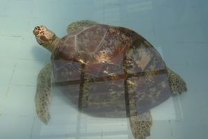 BOGATSTVO JOJ UMALO DOŠLO GLAVE: Veterinari se šokirali kad su izvukli OVO iz stomaka ove kornjače