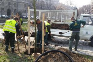 AKCIJA ZELENILA: Park Manjež biće bogatiji za 55 novih stabala