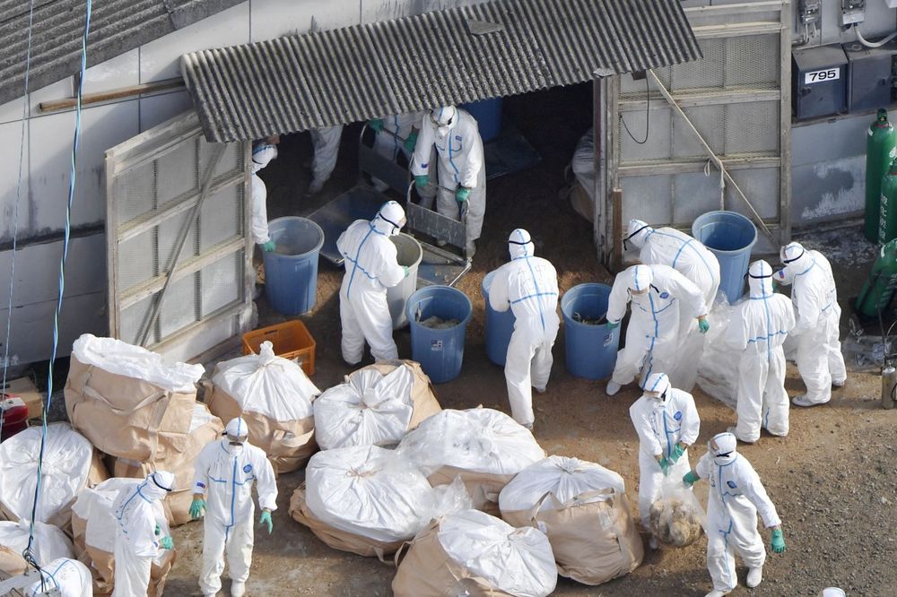 SMAK SVETA ZA PILIĆE: U Japanu ubijeno 1,6 miliona živine zbog ptičijeg gripa