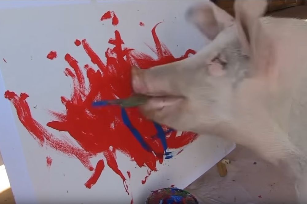 (VIDEO) PIGKASO: Svinjarije, odnosno crteži, ovog umetnika koštaju više od 1.800 evra!