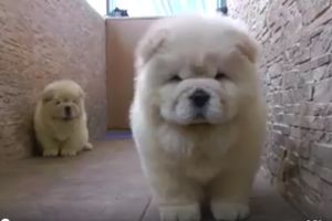 (VIDEO) Zašto je 7 miliona ljudi pogledalo ovaj video: Dva najslađa šteneta ikada!