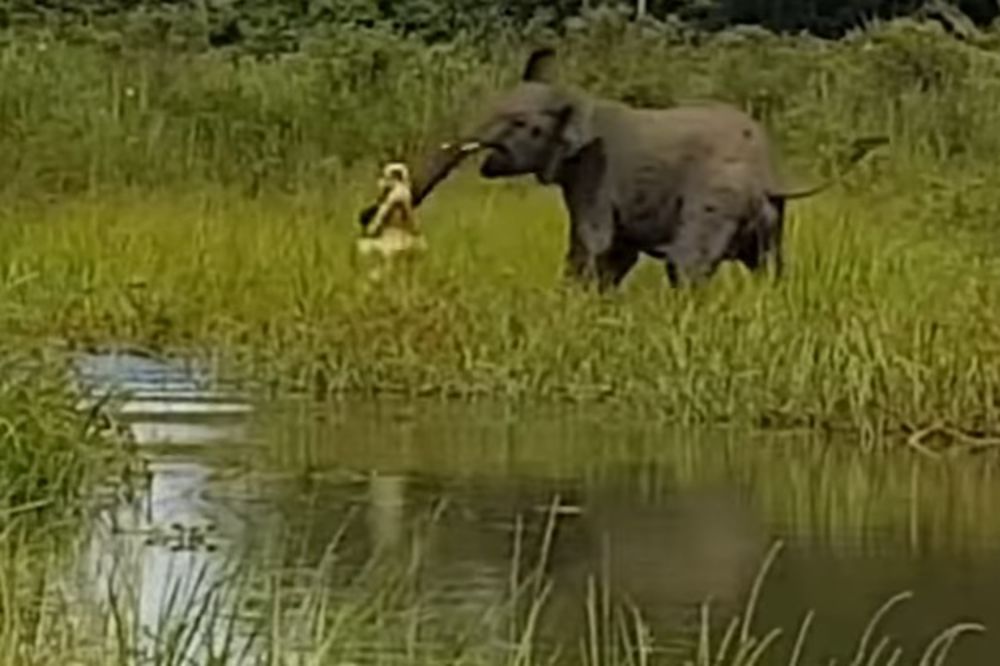(VIDEO) BRUTALNA BORBA ZA ŽIVOT: Krokodil ščepao slona za surlu, a ništa gluplje nije mogao da uradi