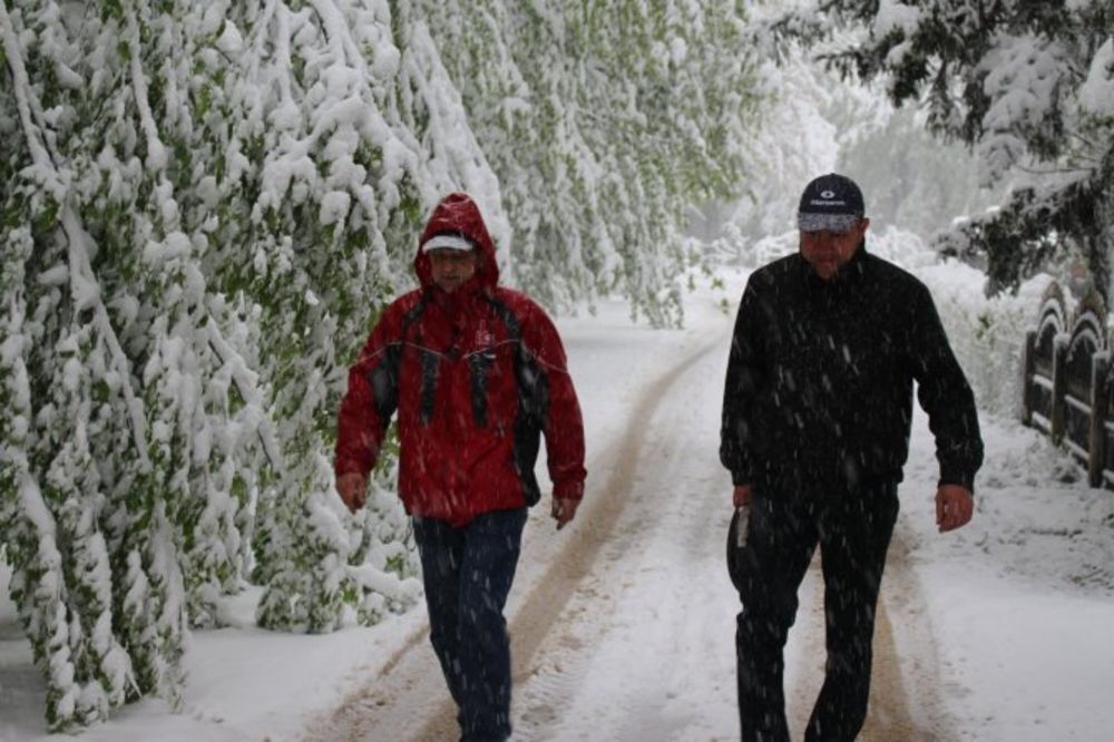 (FOTO) ALARMANTNO! APRILSKA MEĆAVA U BIH: Pod teretom snega stabla se ruše, voćnjaci stradaju