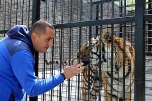 TIGAR LUKA ČEKA SVOJIH 5 MINUTA: Zvezda jagodinskog zoo-vrta nije otišla na prvu klapu u Skoplju