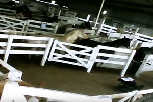 (VIDEO) VAMPIRSKE FARME: Izvlače krv kobilama i daju ih svinjama, a razlog je BIZARAN!