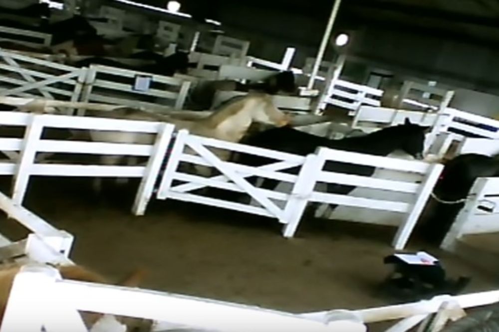 (VIDEO) VAMPIRSKE FARME: Izvlače krv kobilama i daju ih svinjama, a razlog je BIZARAN!