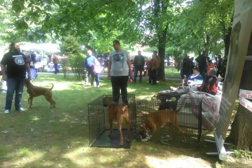 (FOTO) LAVEŽ SE ORIO GRADOM: Psi svih rasa prodefilovali parkom u Vranju