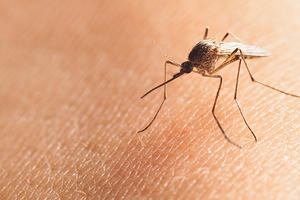 ODZVONILO LETEĆIM NAPASTIMA: Suzbijanje komaraca u Kraljevu do KRAJA SEPTEMBRA