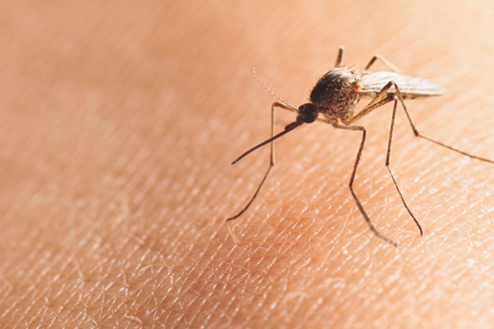 VELIKA AKCIJA ZAPRAŠIVANJA IZ VAZDUHA U SUBOTU: Na ovim lokacijama je naređeno suzbijanje komaraca